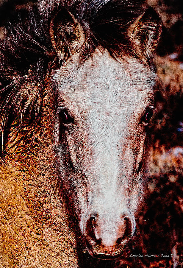 Red Willow pony II Photograph by Charles Muhle