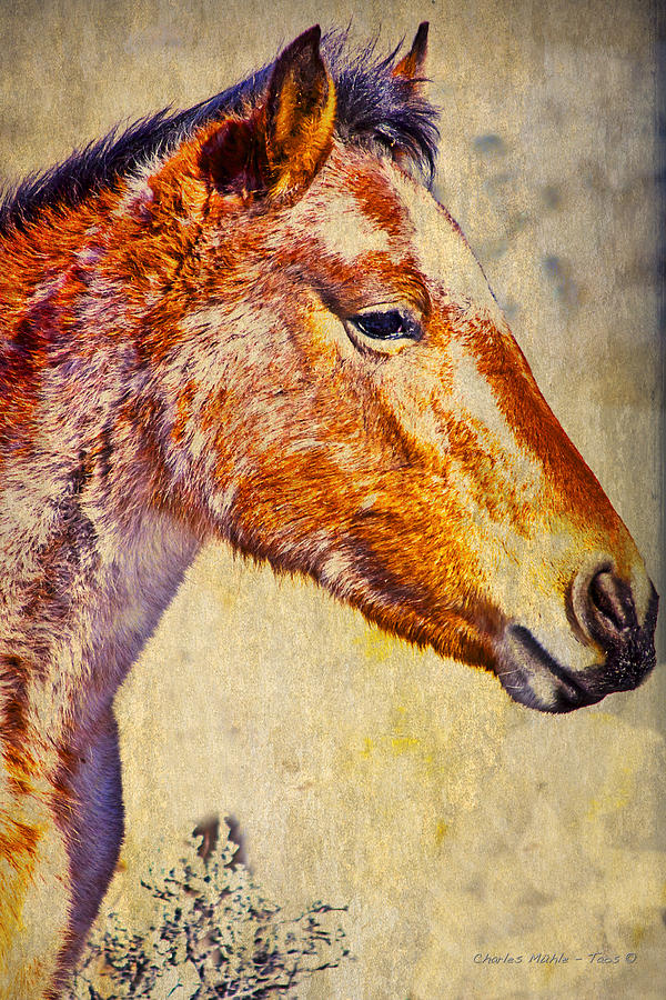 Horse Photograph - Red Willow pony  XXX  by Charles Muhle