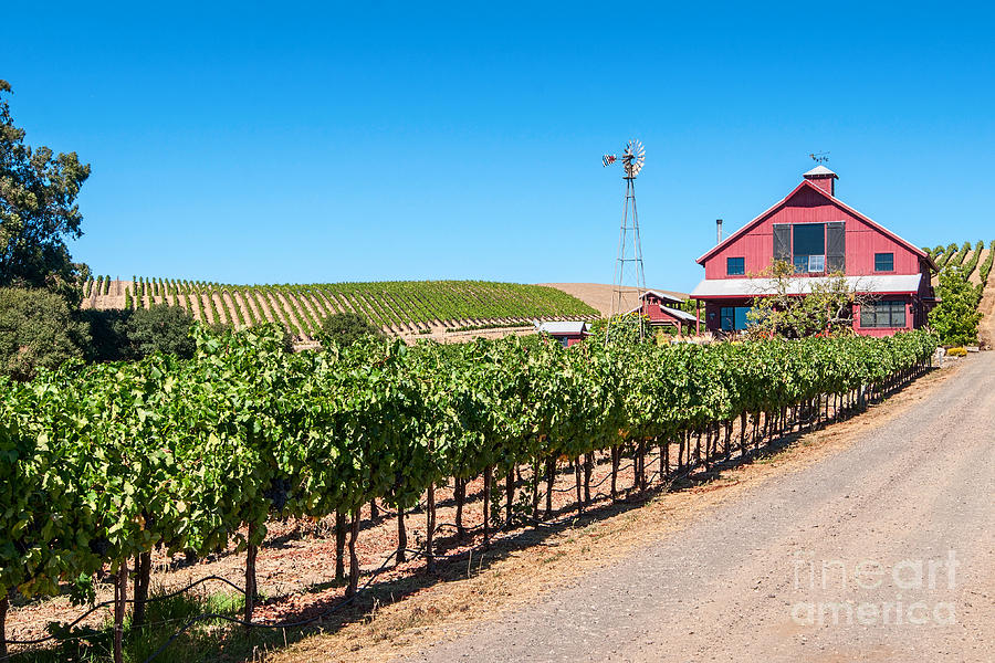Grape Photograph - Red Wine Barn - Beautiful view of wine vineyards and a Red Barn in Napa Valley California. by Jamie Pham