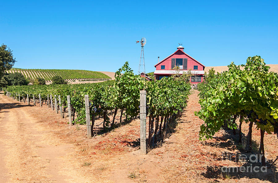 Grape Photograph - Red Wine Barn - Beautiful view of wine vineyards and a Red Barn in Napa Valley. by Jamie Pham