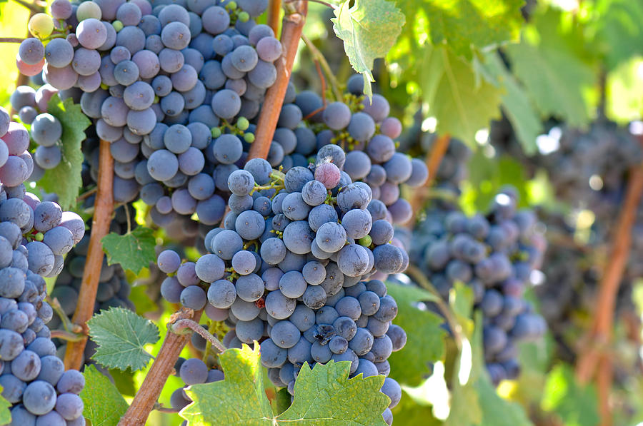 Red Wine Grapes Photograph by Brandon Bourdages