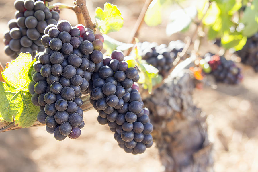 Red Wine Grapes Growing On Old Grapevine Photograph by Jit Lim