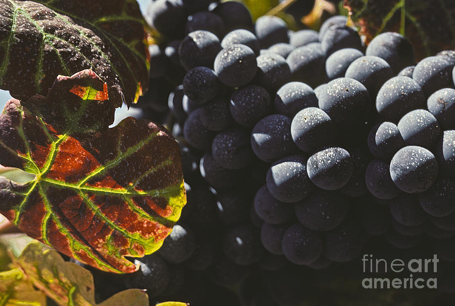 Grape Photograph - Red  wine grapes  by Howard Stapleton