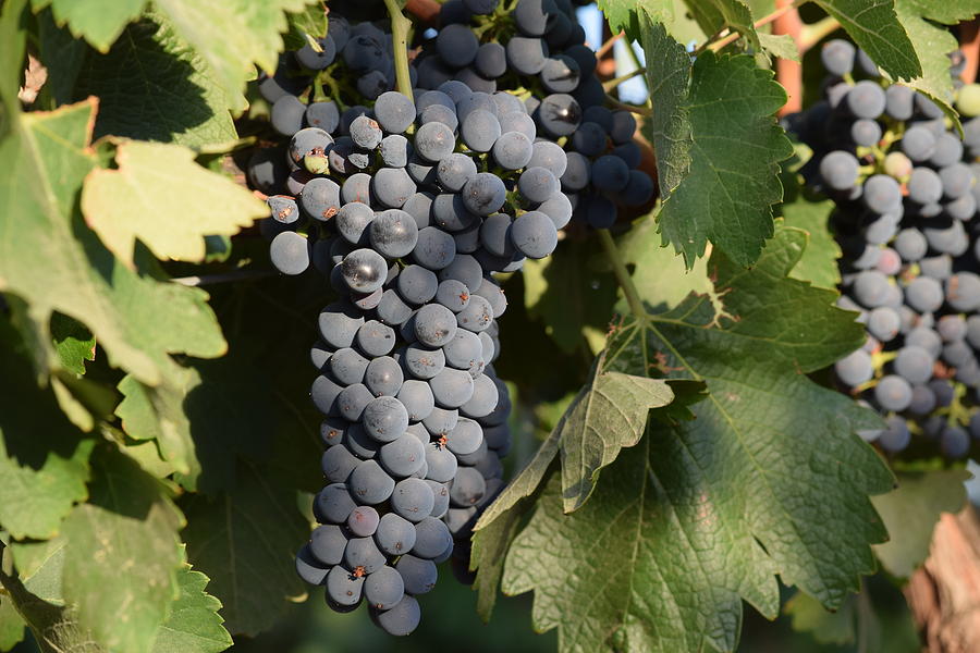 Red Wine Grapes Photograph