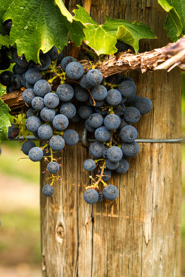Red Wine Grapes Photograph by Teri Virbickis
