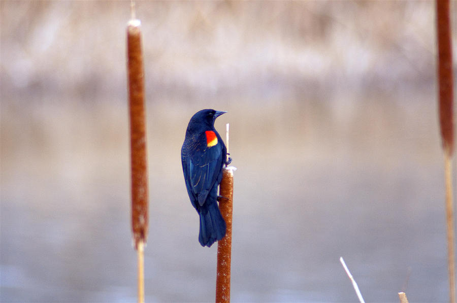 Red Wing Black Bird Photograph by Eric Rundle