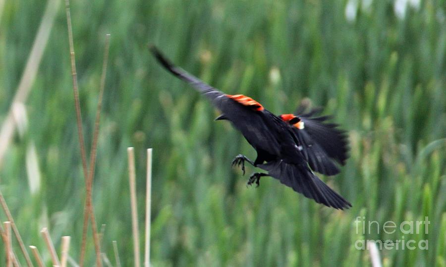 Red wing black bird in flight Photograph by Yumi Johnson