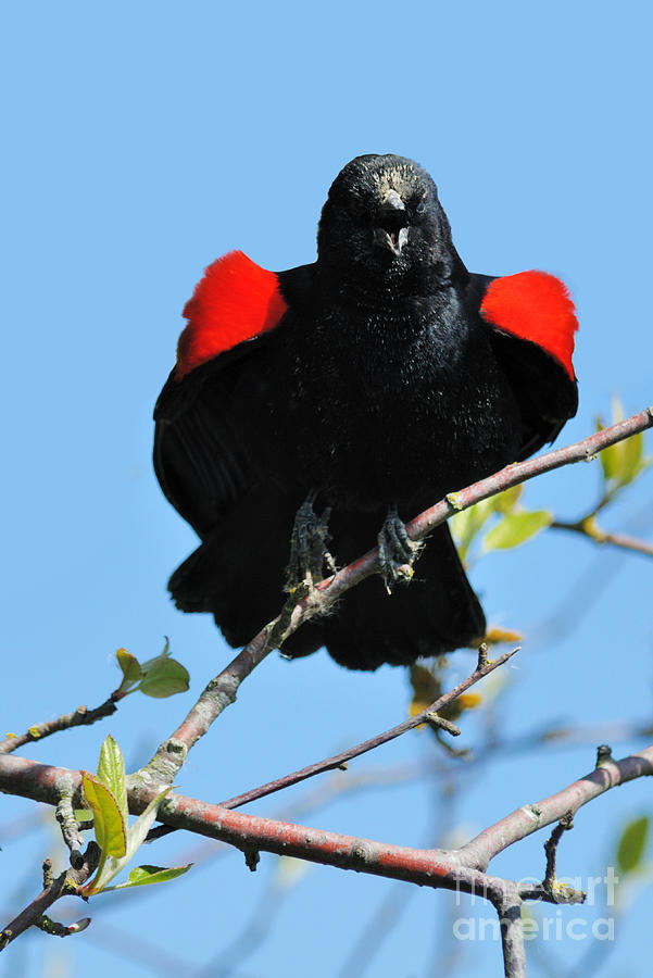 Red Wing Blackbird 1 Photograph by Vivian Christopher