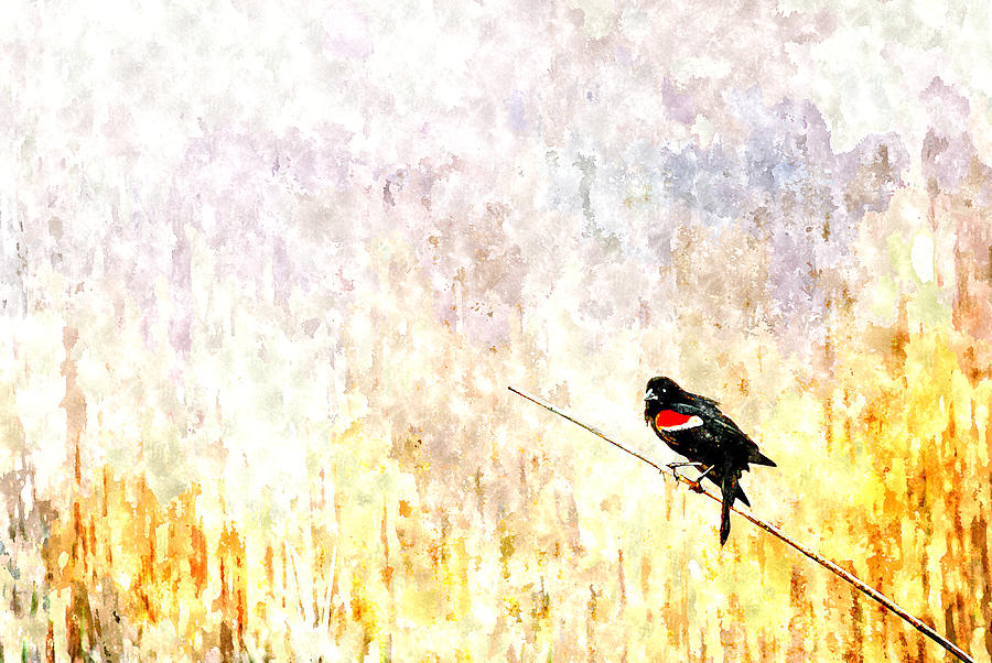 Red Wing Blackbird 2 Painting by Rick Mosher
