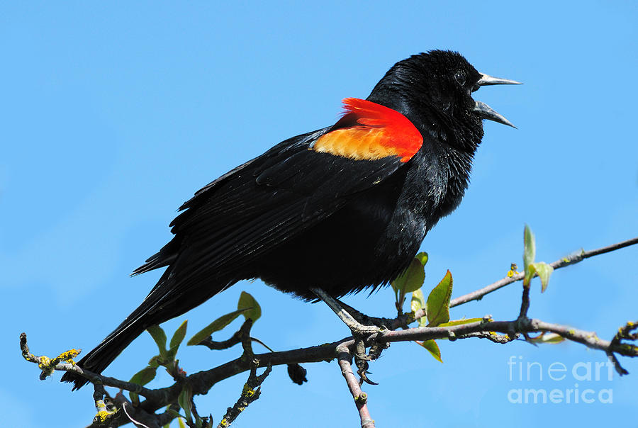 Red Wing Blackbird 2 Photograph by Vivian Christopher