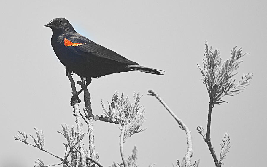 Red Wing Blackbird Photograph by AJ  Schibig