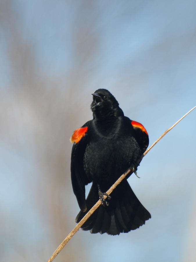 Red-wing Blackbird Courtship Photograph by James Peterson