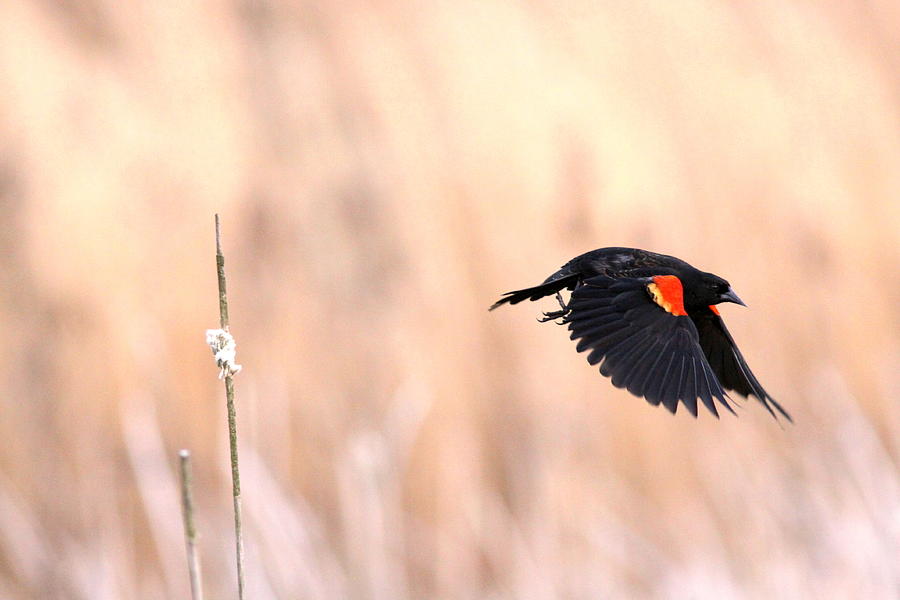 Red-wing Blackbird in Flight Photograph by Travis Truelove
