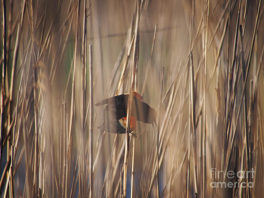Red Wing Blackbird in Reeds 051213 by Gene Marchand Red Wing Blackbird in Reeds 051213 by Gene Marchand