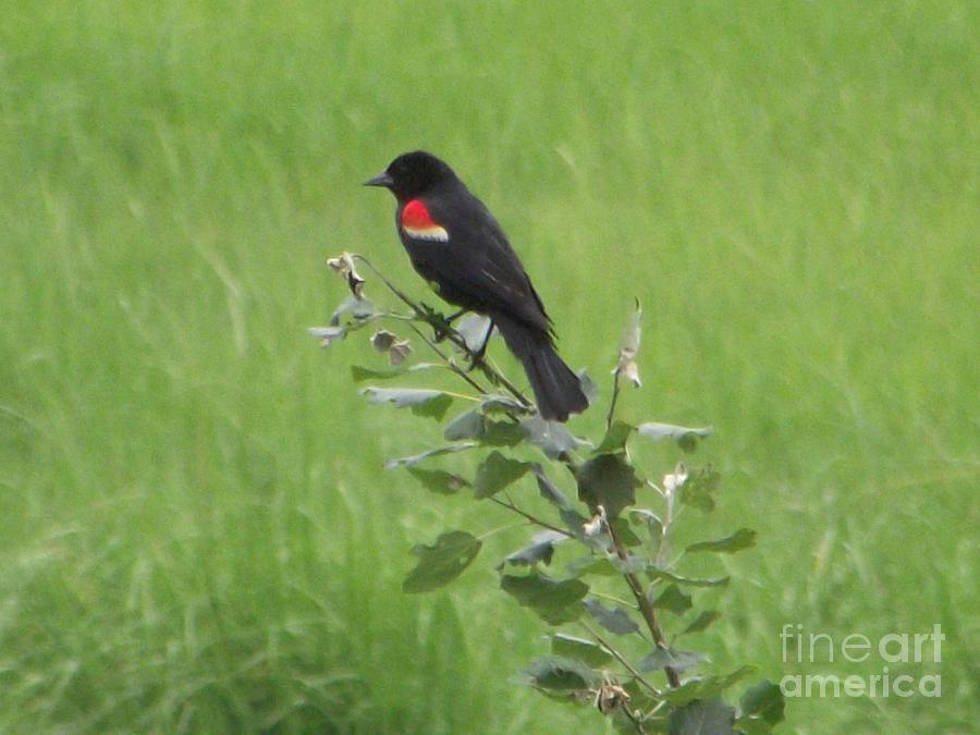 Red Wing Blackbird Photograph by Michelle Welles