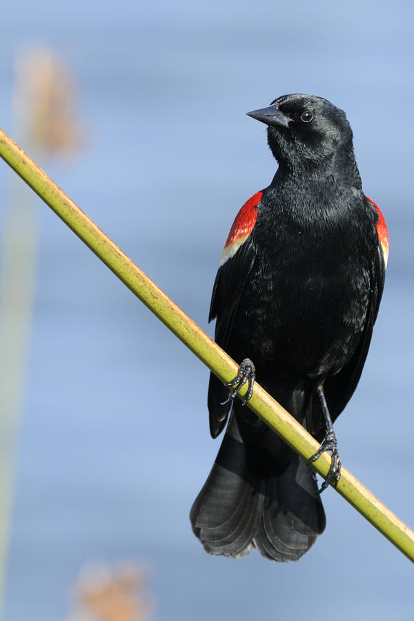Red Wing Blackbird on Reed Photograph by Bradford Martin