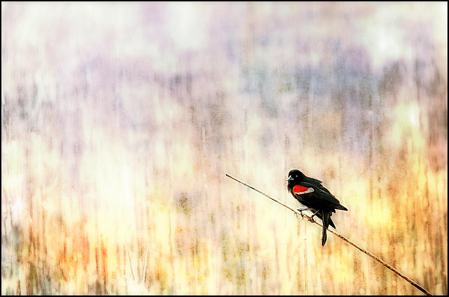 Blackbird Photograph - Red Wing Blackbird by Rick Mosher