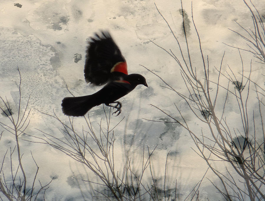 Red Wing Blackbird Photograph by Rosalie Scanlon