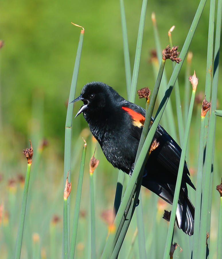 Red WIng Blackbird Sings Photograph by Ronda Broatch