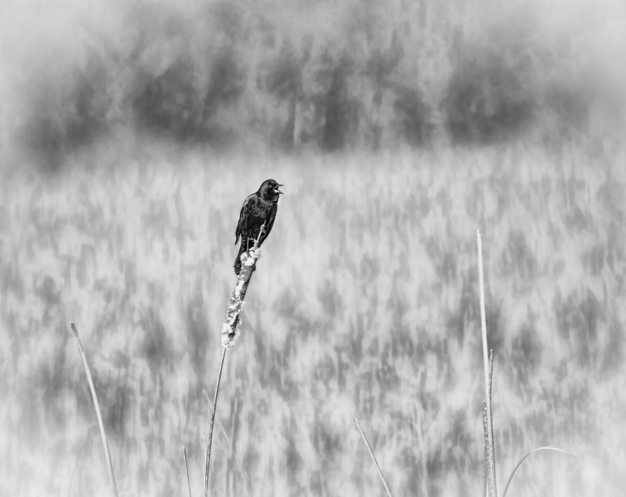 Spring Photograph - Red-wing Singing in the Marsh by Thomas Young
