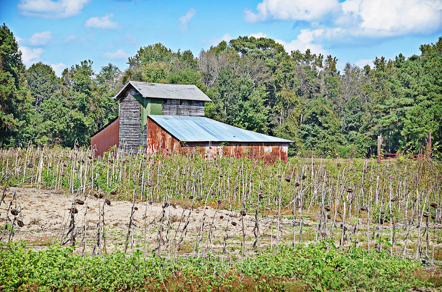 Red-Winged Barn Photograph by Linda Brown