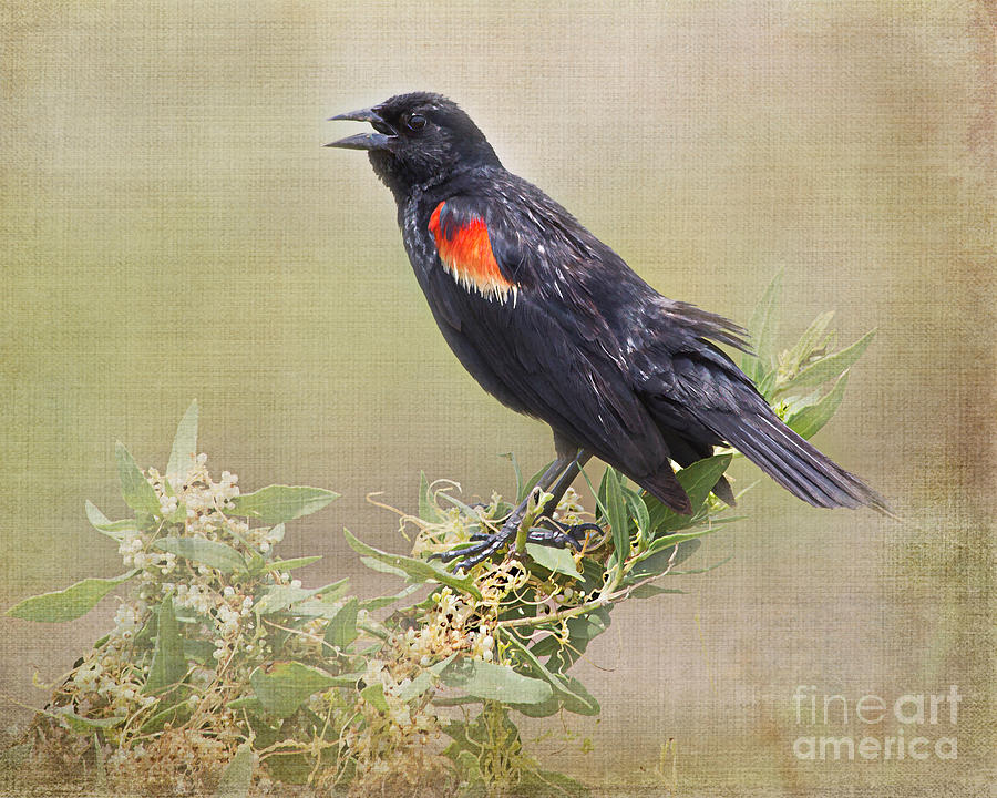 Bird Photograph - Red Winged Black Bird -digital paint by TN Fairey