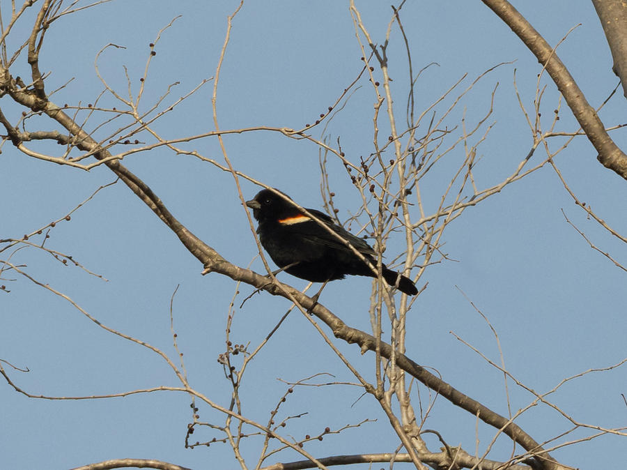 Red-Winged Blackbird #2 Photograph by Holden The Moment