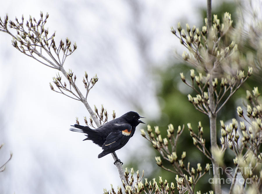 Red Winged Black Bird Photograph by Judy Wolinsky