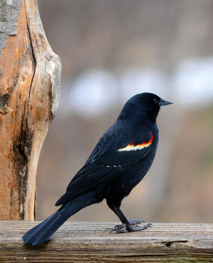 Red Winged Black Bird Photograph by Mim White