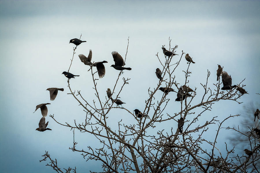 Red Winged Blackbirds Photograph by Holden The Moment