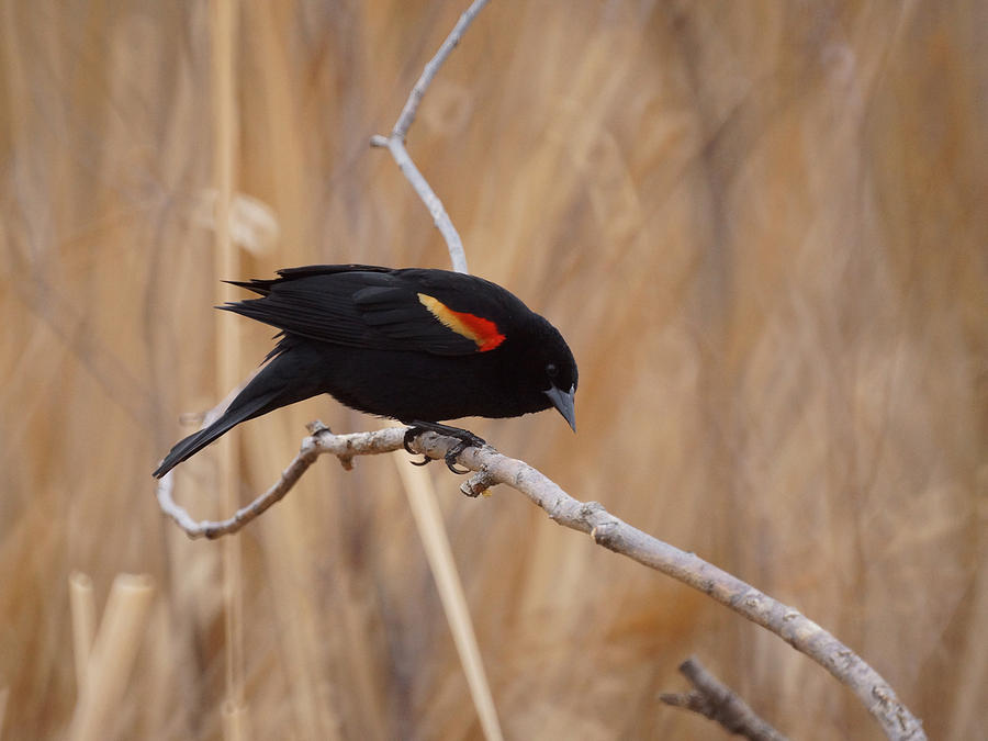 Blackbird Photograph - Red Winged Blackbird 1 by Ernest Echols