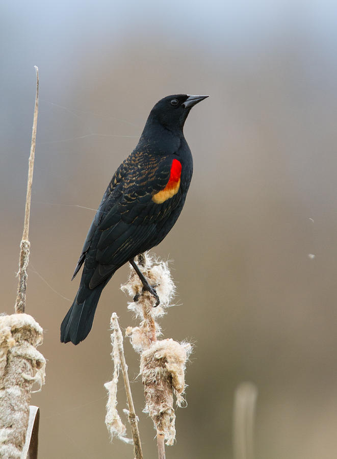 Red-winged Blackbird 2 Photograph by Angie Vogel