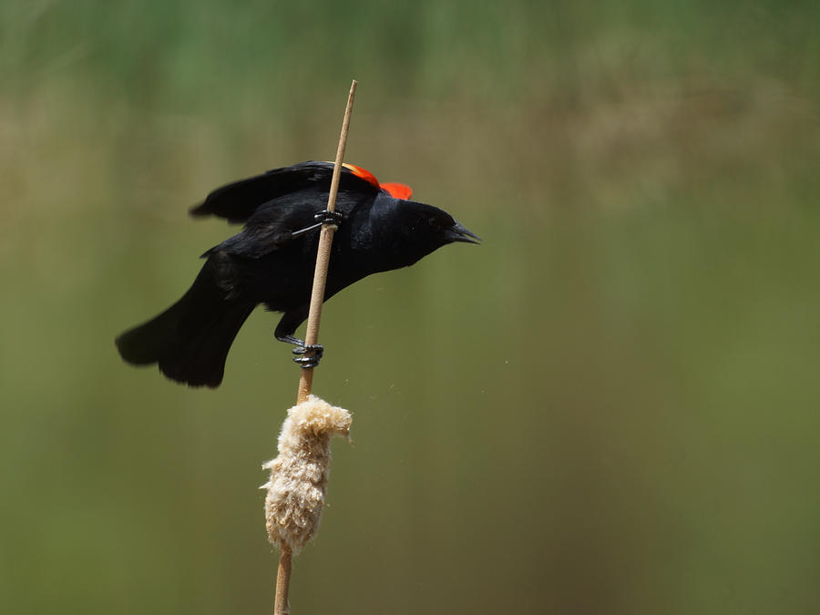Blackbird  - Red Winged Blackbird 3 by Ernest Echols
