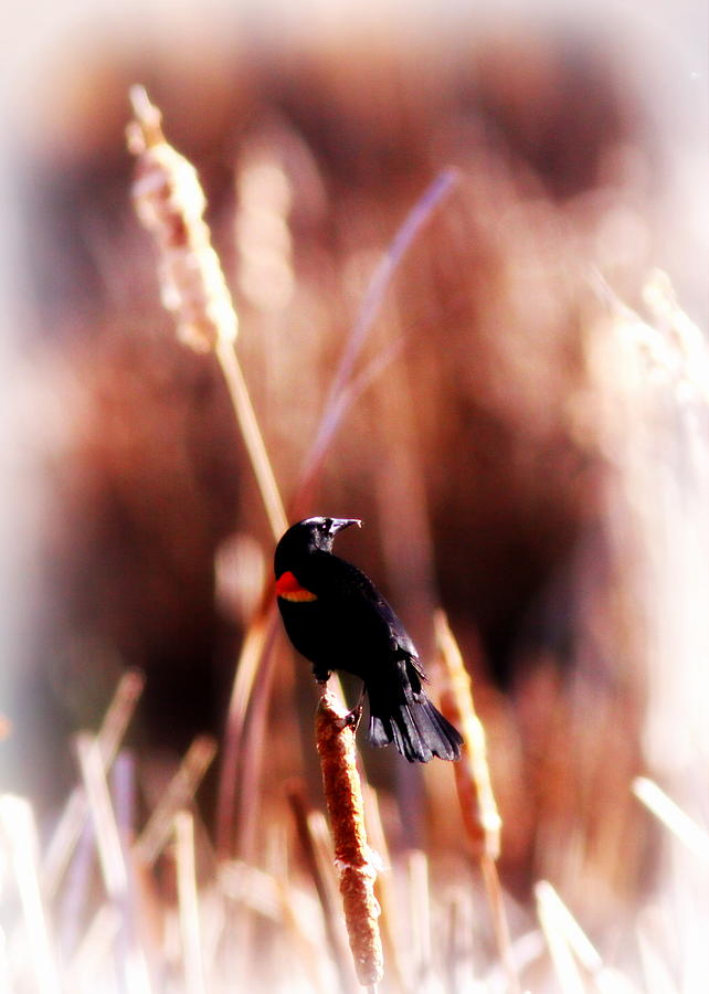Red-winged Blackbird - 3713-003 Photograph by Travis Truelove
