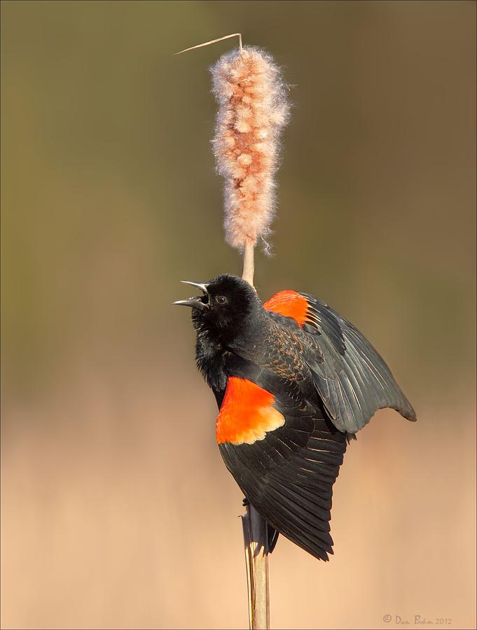 Red-winged Blackbird Calling Photograph by Daniel Behm