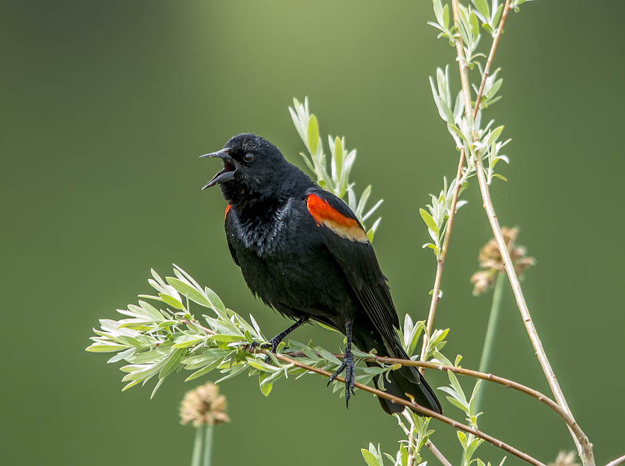 Bird Photograph - Red-winged Blackbird Calling by Loree Johnson
