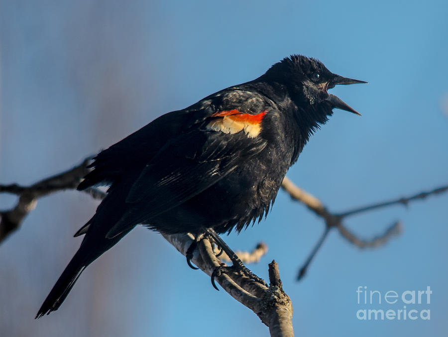 Red-Winged Blackbird Photograph by Cheryl Baxter