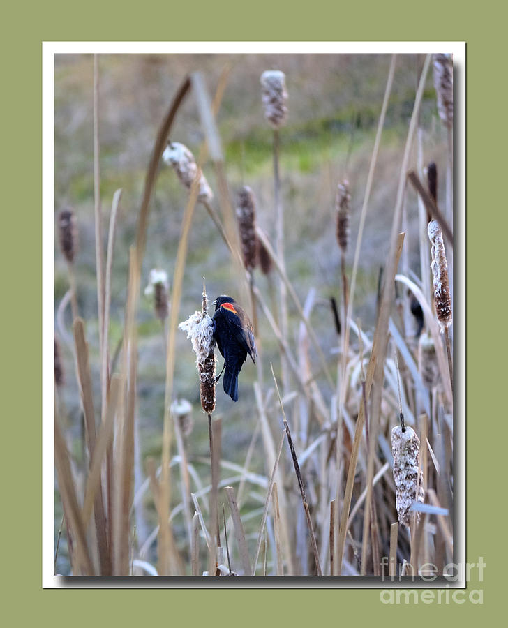 Red Winged Blackbird Photograph by Chris Anderson