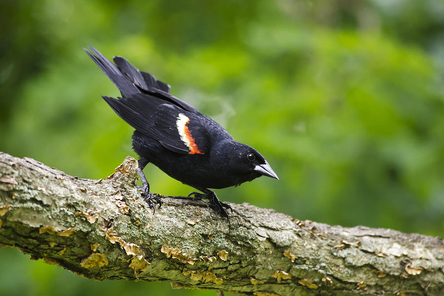 red winged blackbird