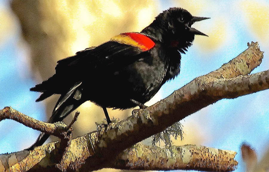 Red-winged Blackbird Photograph by Constantine Gregory