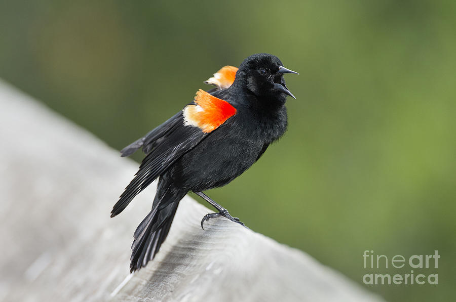 Blackbird Photograph - Red-winged Blackbird Display by Anthony Mercieca