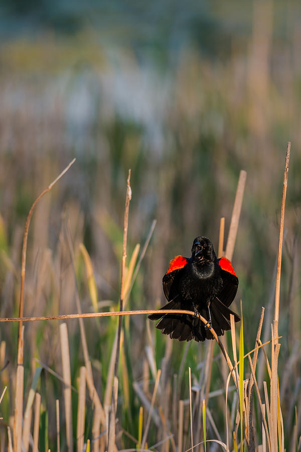 Red-winged Blackbird Displaying Photograph