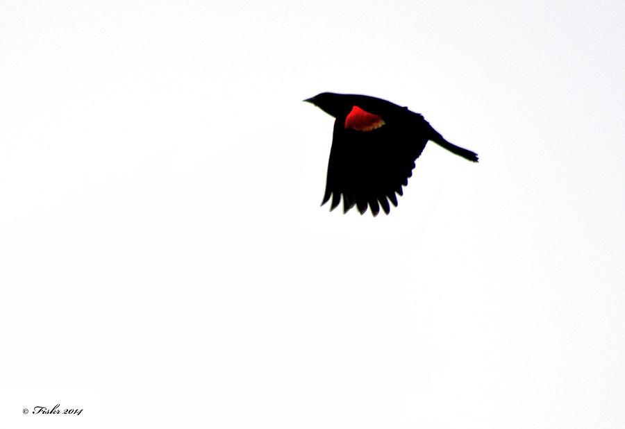 Red Winged Blackbird Photograph by Fiskr Larsen