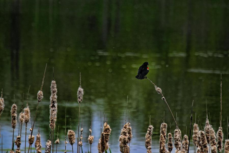 Red Winged Blackbird Photograph by Gerald Salamone