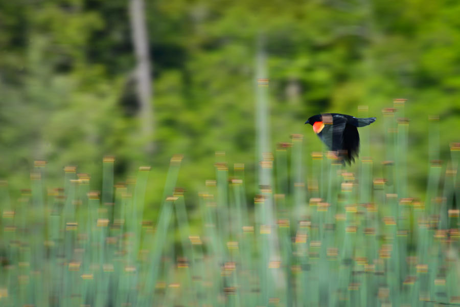 Red Winged Blackbird in Flight Photograph by Ronda Broatch