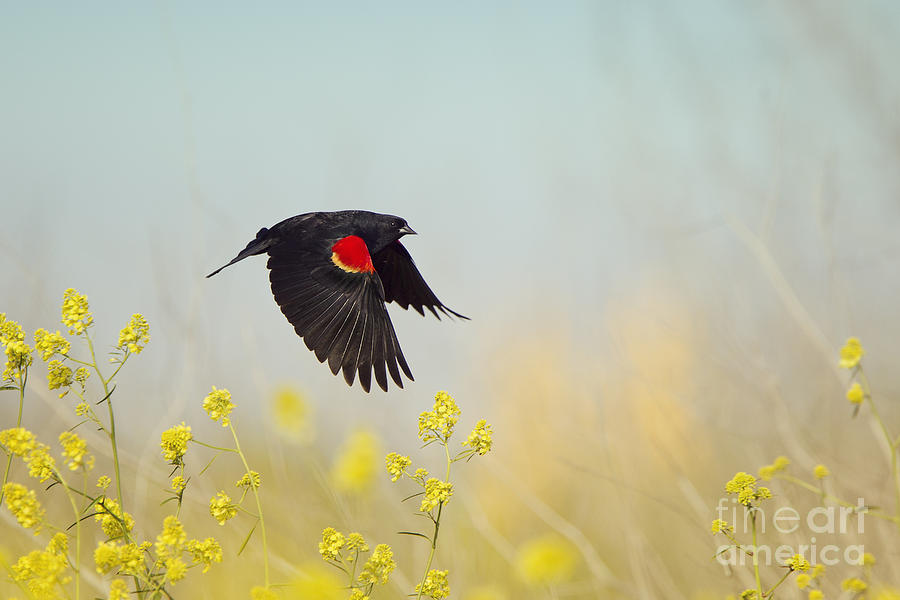 Red Winged Blackbird in Flight Photograph by Susan Gary