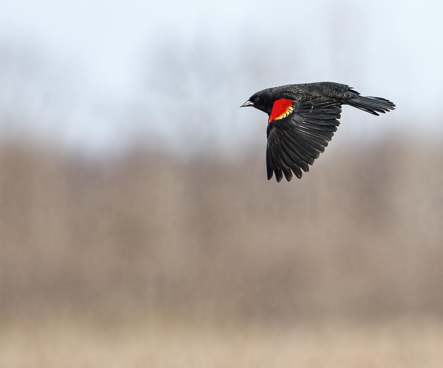 Red-winged Blackbird in Flight Photograph by Thomas Young