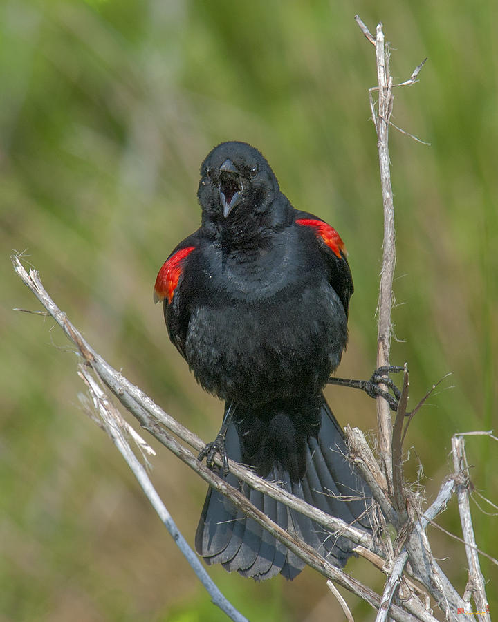 Red-winged Blackbird In Your Face DSB015 Photograph by Gerry Gantt