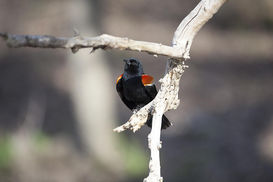 Red-winged Blackbird Photograph by Jack R Perry