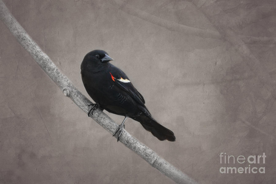 Red Winged Blackbird Photograph by Jayne Carney